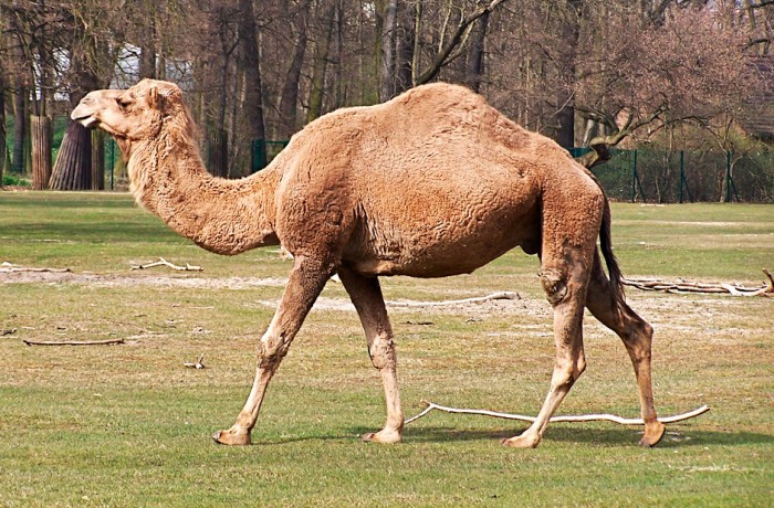 Camello Dromedario