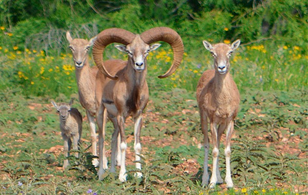 Borrego Iranian Red Sheep