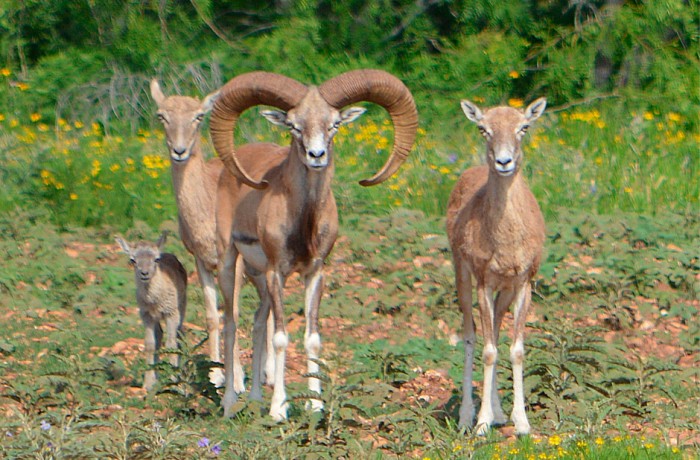 Borrego Iranian Red Sheep