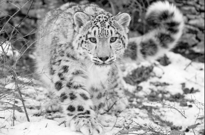 Leopardo de las Nieves