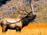 Elk