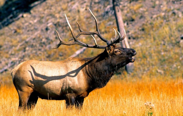 Elk