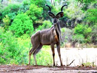 Gran Kudu