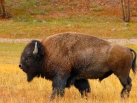 Bisonte