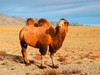 Camello Bactriano