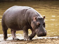 Hipopótamo
