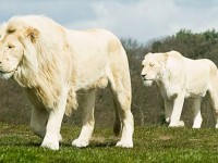 León Blanco