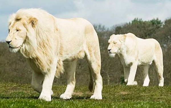 León Blanco