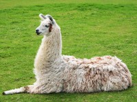 Llama