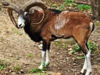 Mouflon
