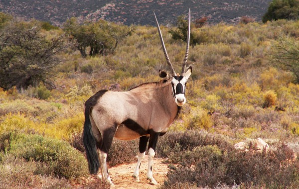Orix del Cabo