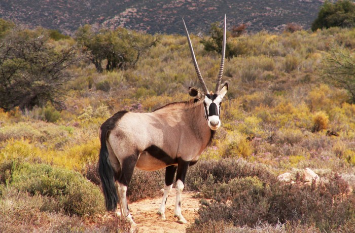 Orix del Cabo