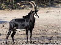 Sable Real