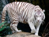 Tigre Blanco