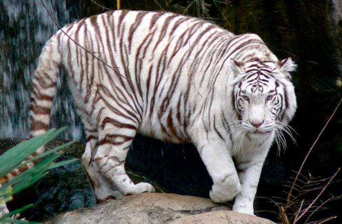 Tigre Blanco