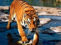Tigre de Bengala