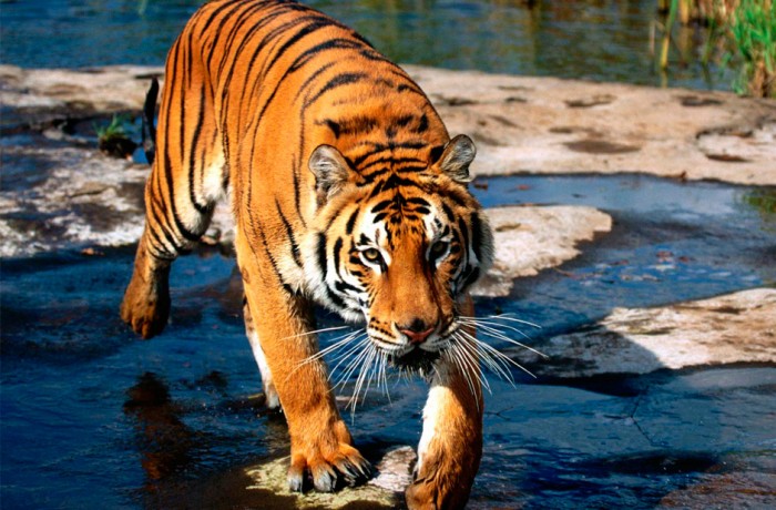 Tigre de Bengala