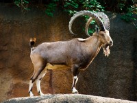 Ibex