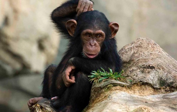 Chimpancé