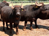 Búfalo Acuático