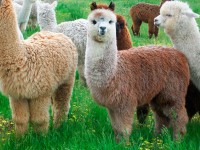 Alpaca