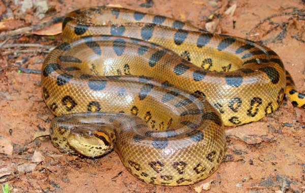 Anaconda