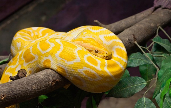 Pitón Burmese Albina