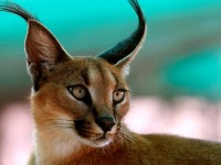 Caracal