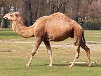 Camello Dromedario