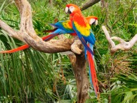 Guacamaya Escarlata