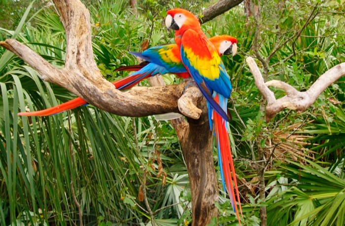 Guacamaya Escarlata