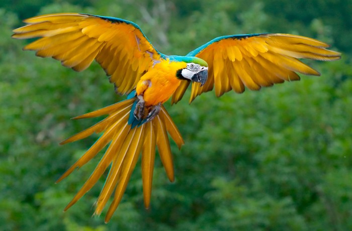 Guacamaya Azul y Oro