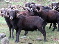 Borrego Hawaiian Black