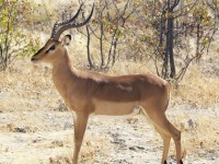 Impala