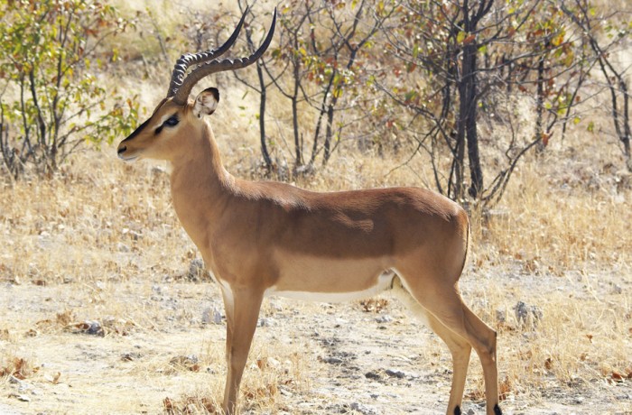 Impala