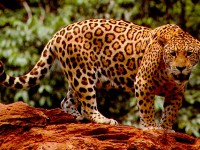 Jaguar