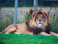 León de Barbaria