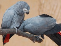 Loro Gris Africano