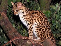 Margay