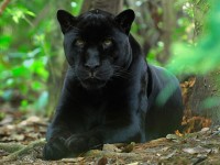 Pantera