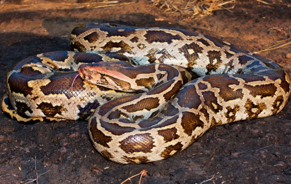 Pitón