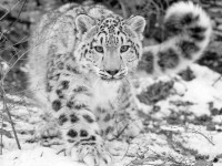 Leopardo de las Nieves