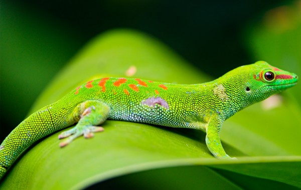 Gecko