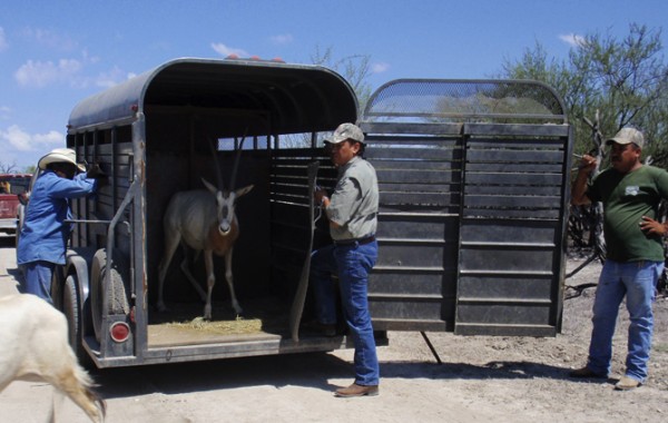 Captura y traslado de fauna silvestre