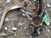 Censos de animales cinegéticos
