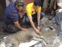 Estudios sobre reintroducción de especies
