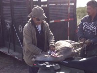 Evaluación de poblaciones de animales