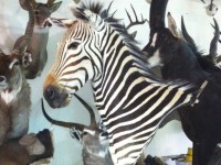 Servicio de Taxidermia